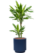 Pot nature groove special cylinder bleue