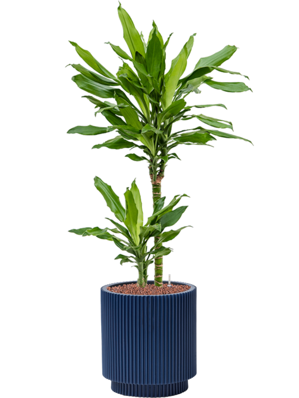 Pot nature groove special cylinder bleue