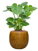 Pot marly couple jaune