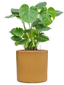 Pot cylinder cylinder jaune