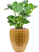 Pot laos emperor jaune