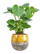 Pot lindy couple jaune