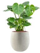 Pot grigio emperor beige