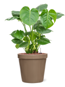 Pot feliz couple beige