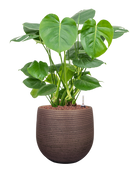 Pot lydia couple violet