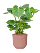 Pot vibes cylinder rose