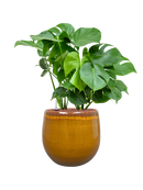 Pot charlotte couple jaune