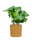 Pot cylinder cylinder jaune