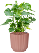 Pot vibes cylinder rose