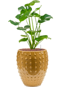 Pot laos emperor jaune