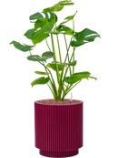 Pot nature groove special cylinder violet