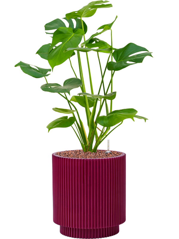 Pot nature groove special cylinder violet