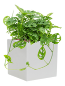 Pot essential cube blanche