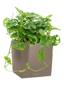 Pot premium cube marron