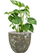 Pot lava couple verte