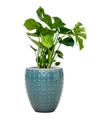 Pot laos emperor bleue