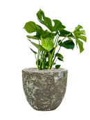 Pot lava couple verte