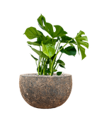 Pot lava bowl marron