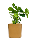 Pot cylinder cylinder jaune