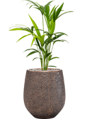 Pot opus emperor d'or