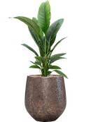 Pot opus emperor d'or