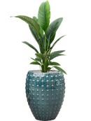 Pot laos emperor bleue