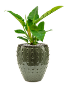 Pot laos emperor verte