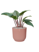 Pot vibes cylinder rose