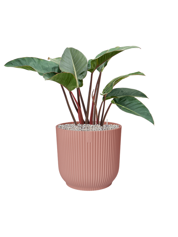 Pot vibes cylinder rose