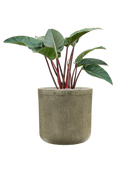 Pot vertical rib cylinder verte