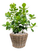 Pot paniers  couple marron