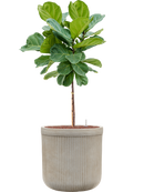 Pot vertical rib cylinder beige