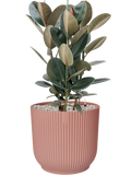 Pot vibes cylinder rose