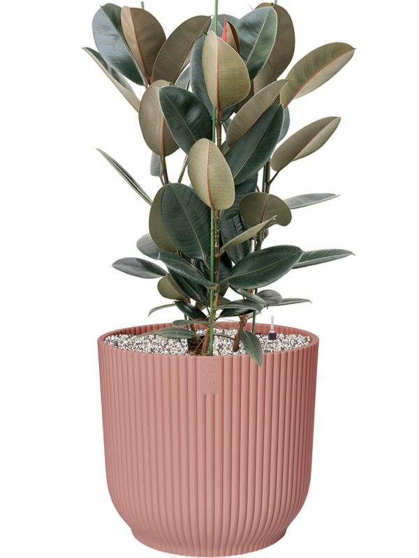 Pot vibes cylinder rose