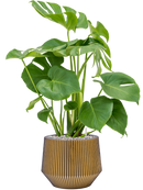 Pot nature groove darcy d'or