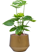 Pot nature groove darcy d'or