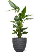 Pot angle couple anthracite