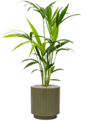 Pot nature groove special cylinder verte