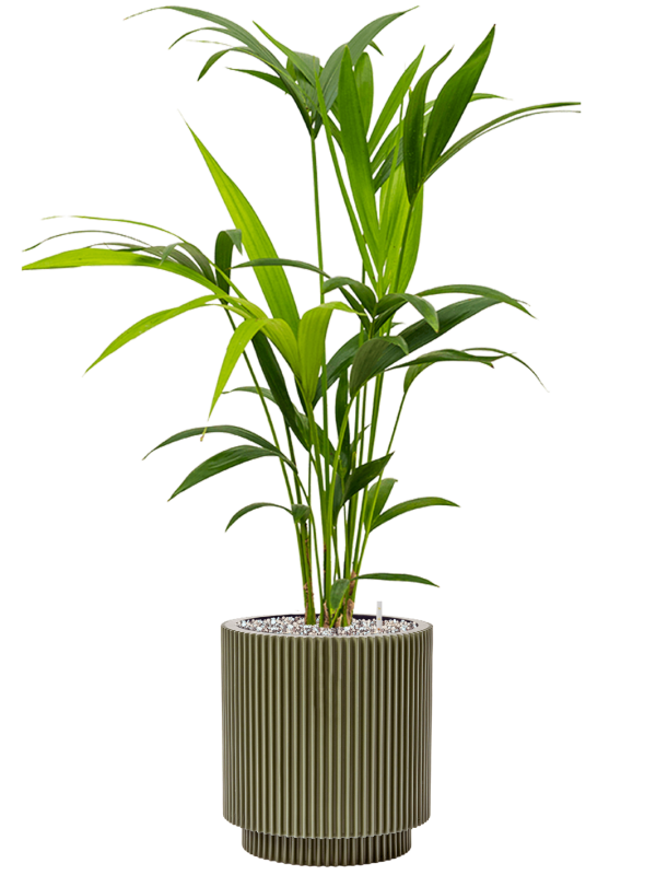 Pot nature groove special cylinder verte