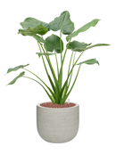 Pot ridged couple grise