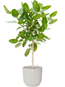 Pot vibes cylinder blanche