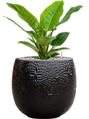 Pot marly couple noire