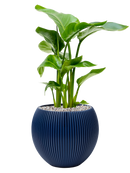 Pot nature groove special globe bleue