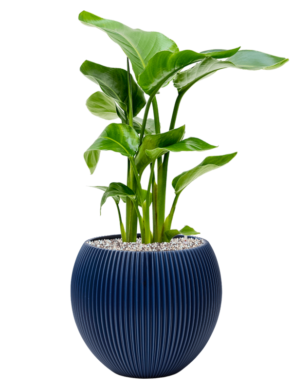 Pot nature groove special globe bleue