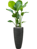 Pot polystone partner anthracite