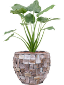 Pot oceana couple marron