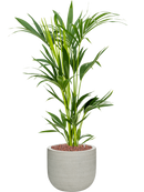 Pot ridged couple grise