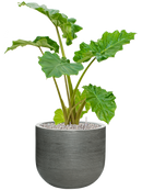 Pot ridged couple grise