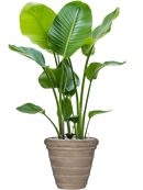 Pot treasure couple beige