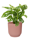 Pot vibes cylinder rose